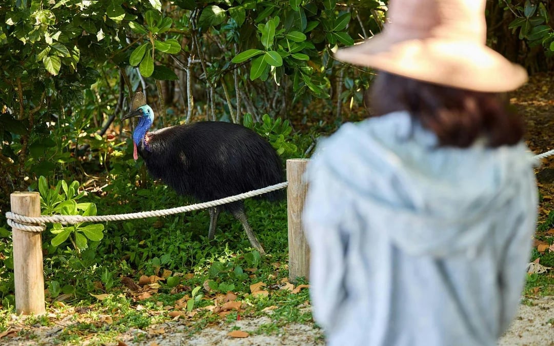 Cassowary Coast Goondoi Culture Experience Image 10