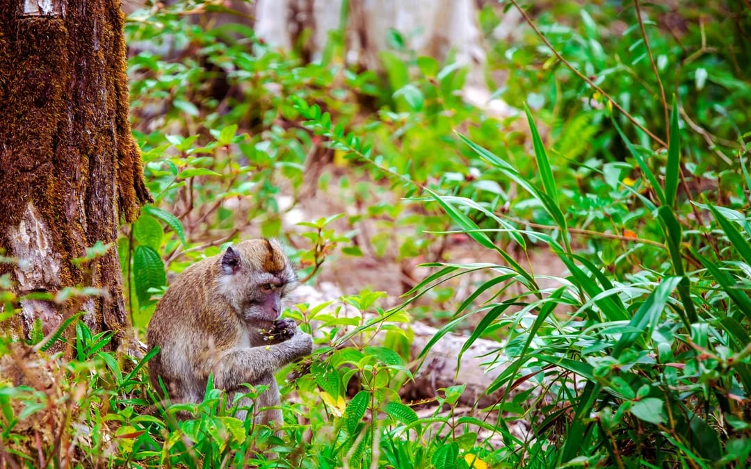 Catamaran Adventure Full Day: Ile aux cerfs, GRSE Waterfall, Snorkeling & BBQ Lunch Image 6