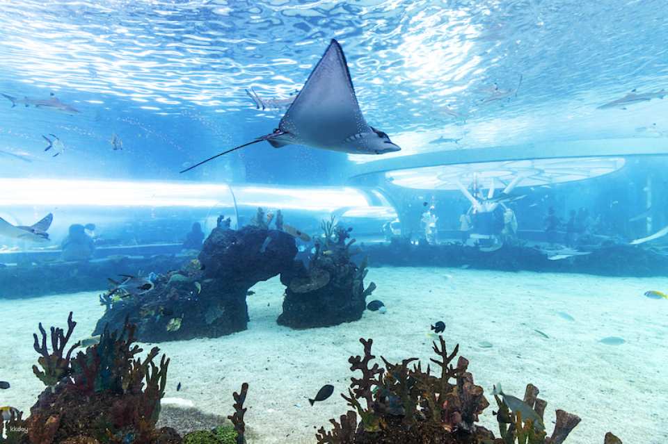 Cebu Ocean Park Admission Ticket | Philippines