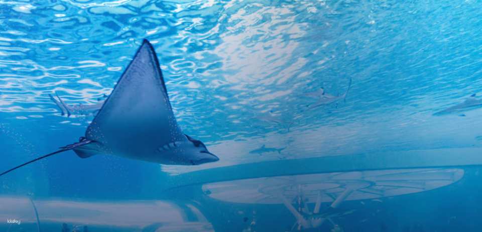 Cebu Ocean Park Admission Ticket | Philippines