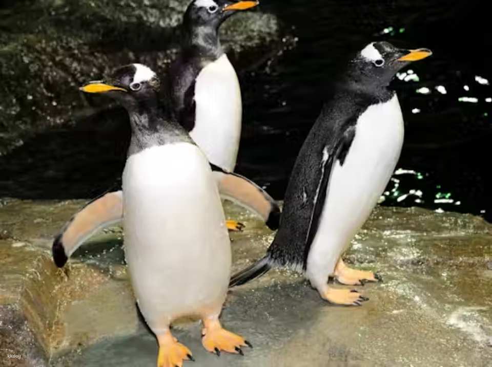 Central Park Zoo Ticket | New York