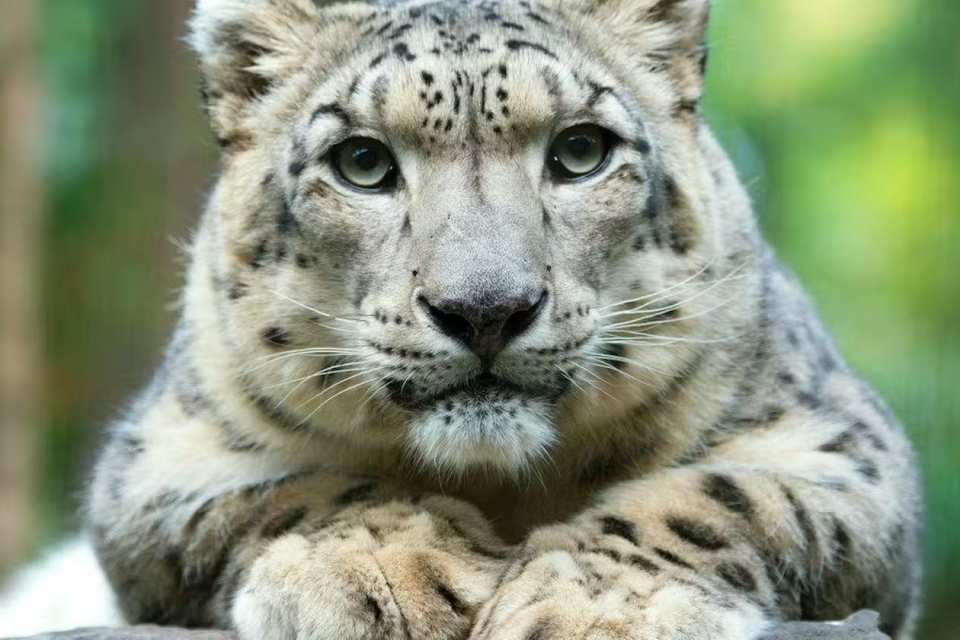 Central Park Zoo Ticket | New York