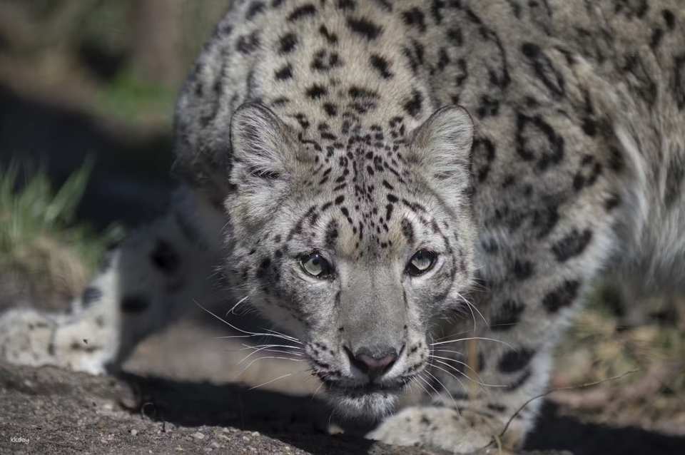 Central Park Zoo Ticket | New York