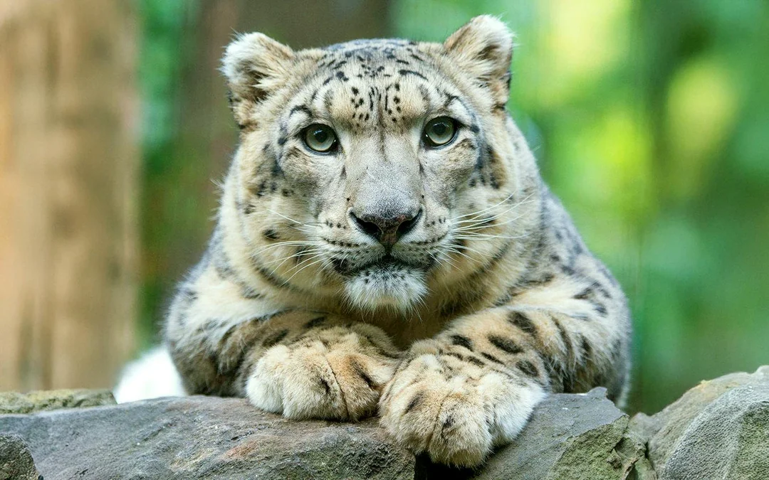 Central Park Zoo Tickets Image 1