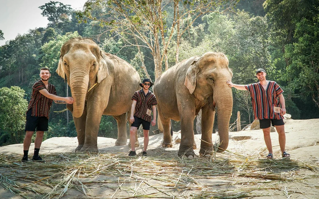 Chiang Mai: Elephant Jungle Sanctuary and Mama Noi Thai Cooking Class Full Day Tour with Hotel Transfers Image 1