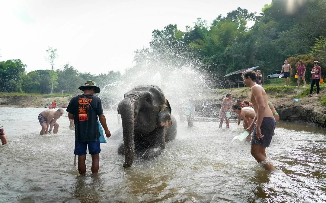 Chiang Mai: Elephant Jungle Sanctuary and Mama Noi Thai Cooking Class Full Day Tour with Hotel Transfers Image 2