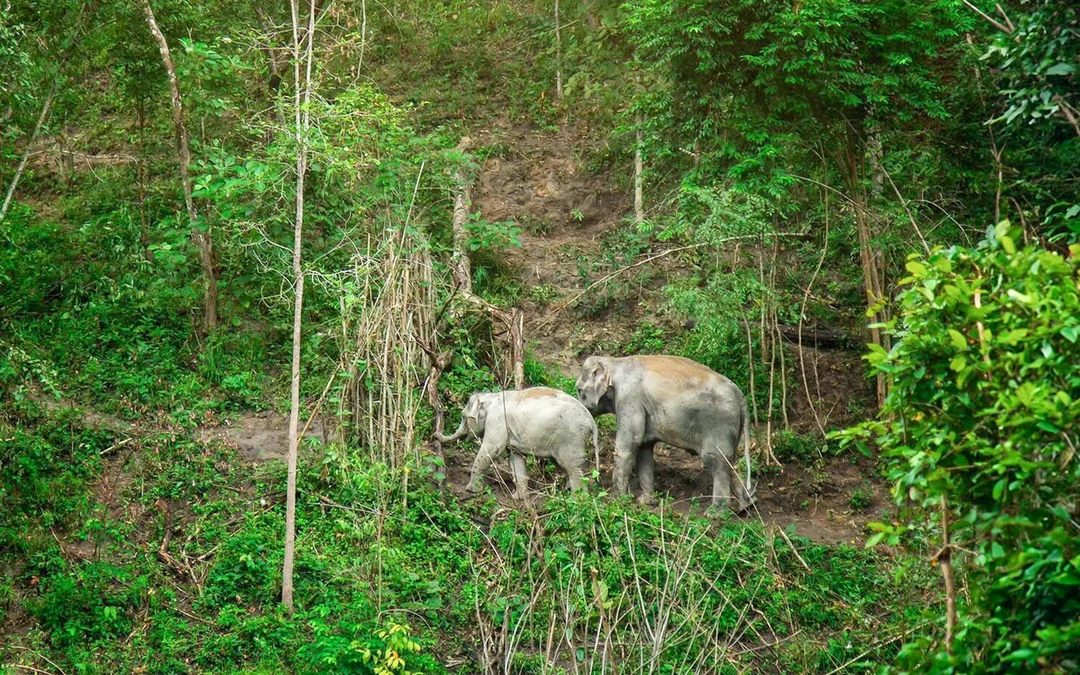 Chiang Mai: Elephant Jungle Sanctuary Tours Image 2