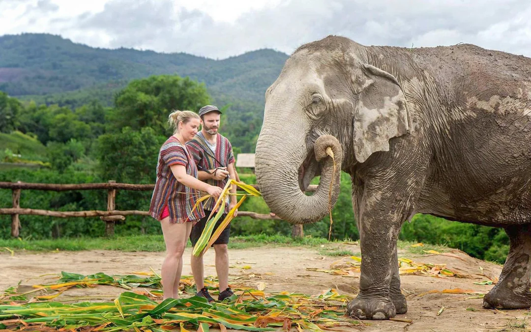 Chiang Mai: Elephant Jungle Sanctuary Tours Image 3