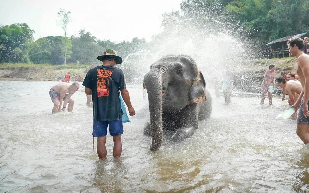 Chiang Mai: Elephant Jungle Sanctuary Tours Image 4