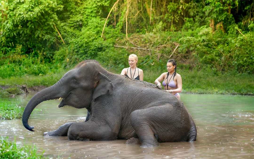 Chiang Mai: Elephant Jungle Sanctuary Tours Image 5