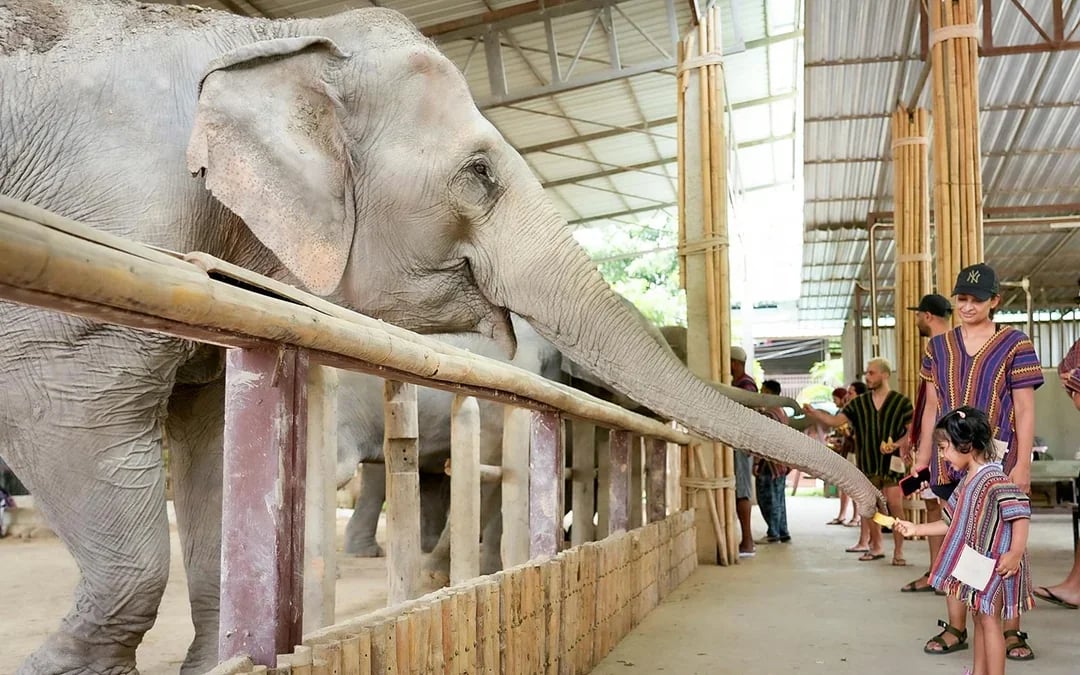 Chiang Mai: Elephant Jungle Sanctuary Tours Image 6