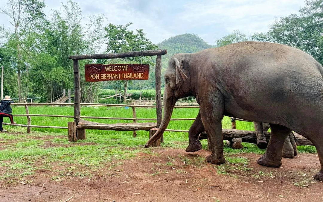 Chiang Mai: Elephant Sanctuary, Long Neck Village & Sticky Waterfall Tour Image 10