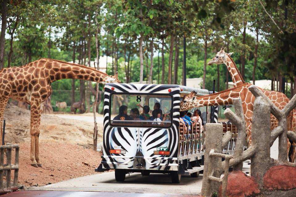 Chiang Mai Night Safari Ticket | Thailand