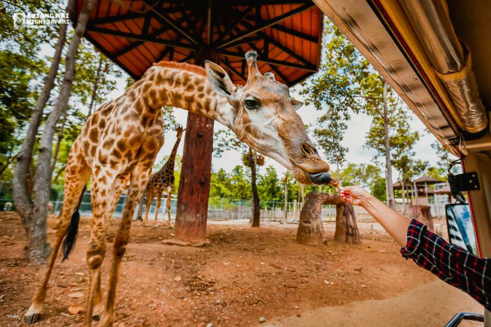 Chiang Mai Night Safari Ticket | Thailand