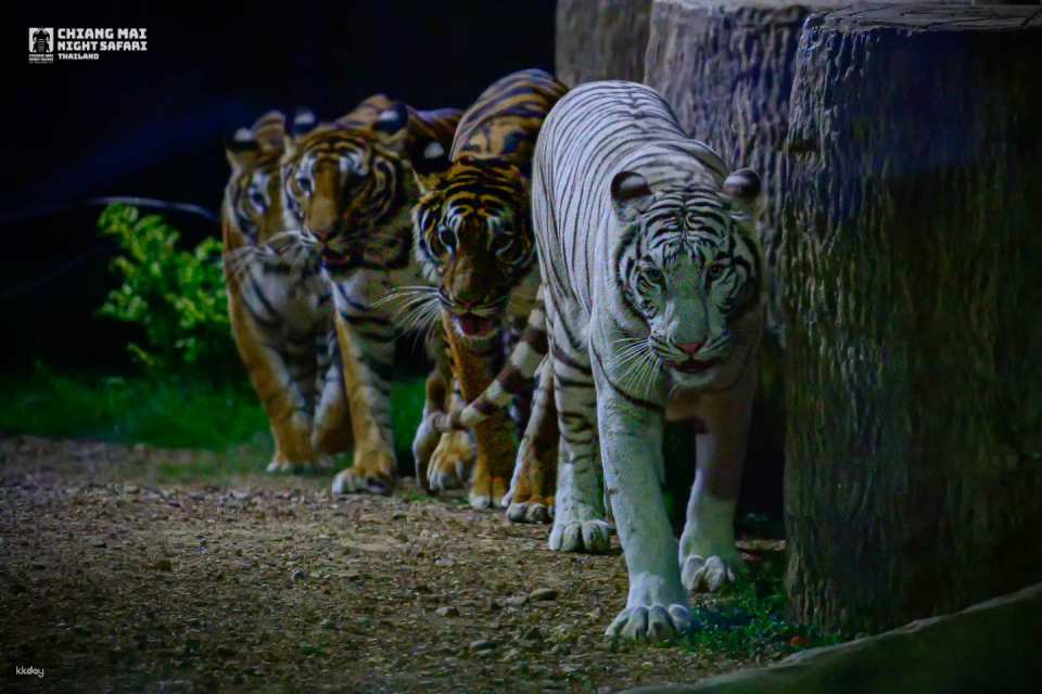Chiang Mai Night Safari Ticket | Thailand