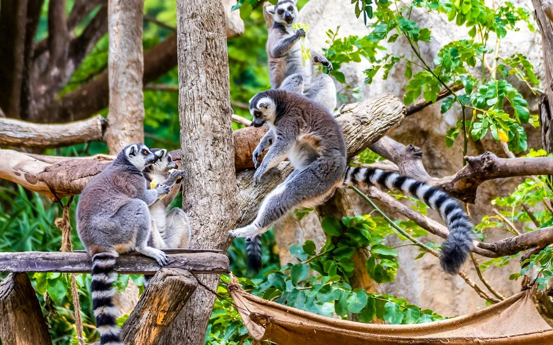 Chiang Mai Night Safari Tickets: Non Thai Residents Image 4