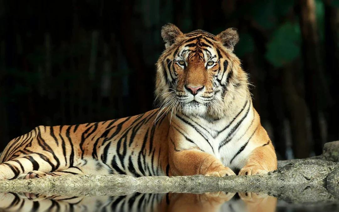 Chiang Mai Night Safari Tickets: Non Thai Residents Image 5