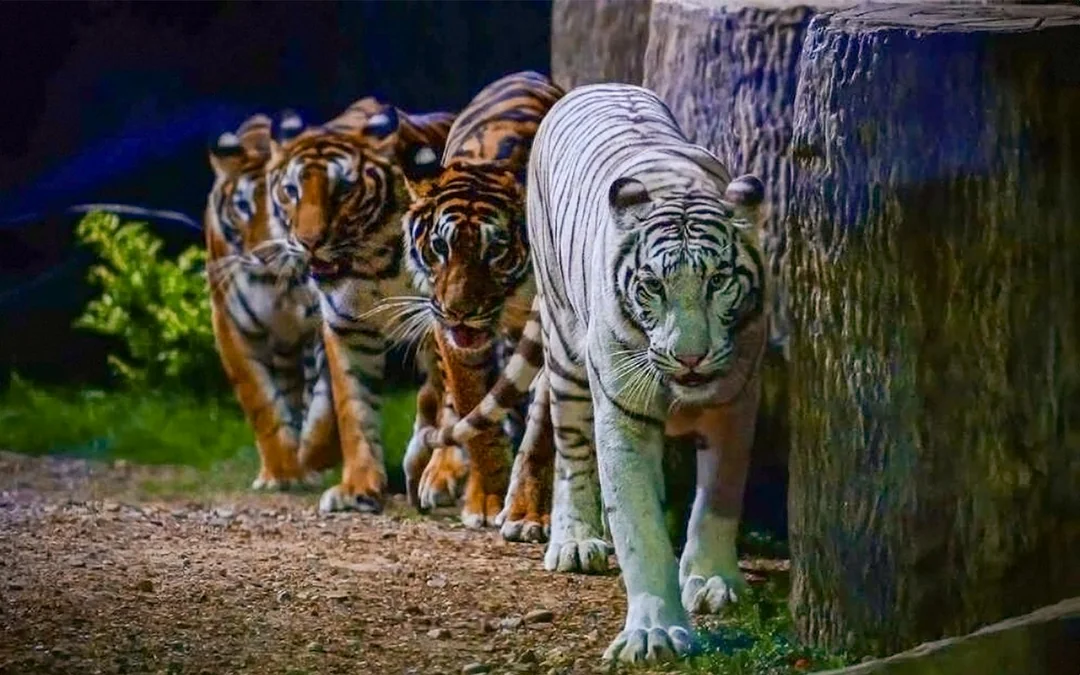 Chiang Mai Night Safari Tickets: Non Thai Residents Image 6