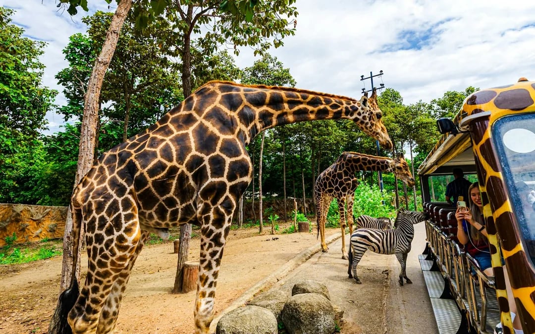 Chiang Mai Night Safari Tickets with Tram Rides Image 5