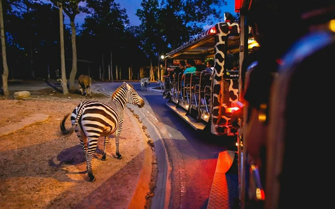 Chiang Mai Night Safari Tickets with Transfers: Non-Thai Residents Image 2