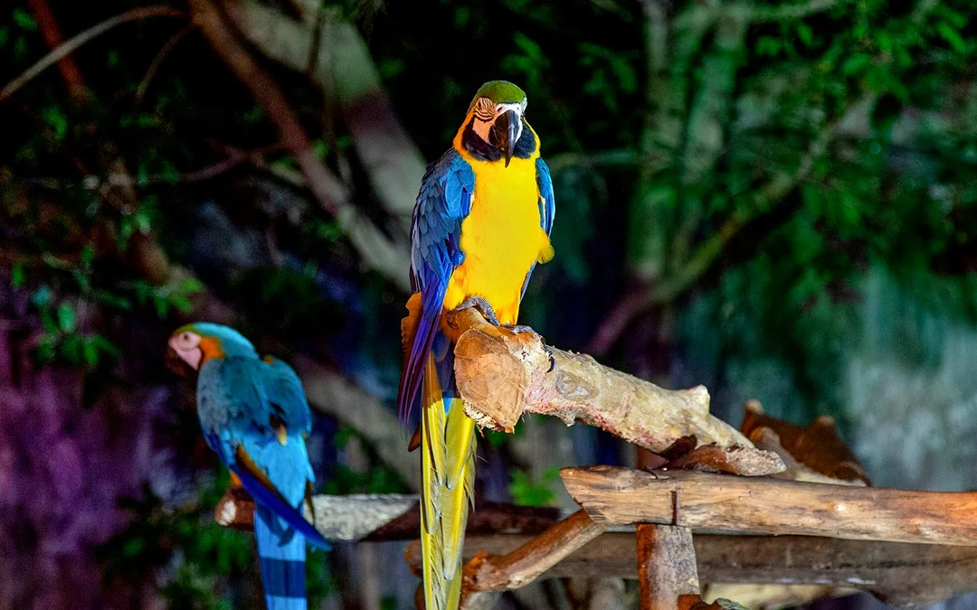 Chiang Mai Night Safari Tickets with Transfers: Non-Thai Residents Image 4