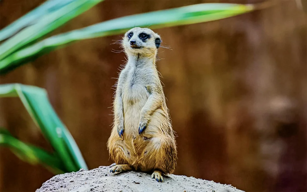 Chiang Mai Night Safari Tickets with Transfers: Non-Thai Residents Image 6
