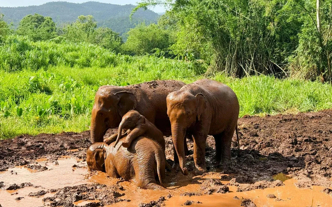 Chiang Mai: Pon Elephant Sanctuary Doi Inthanon National Park Full-Day Guided Tour Image 1