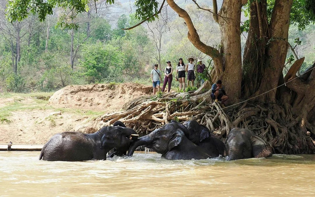 Chiang Mai: Pon Elephant Sanctuary Doi Inthanon National Park Full-Day Guided Tour Image 7
