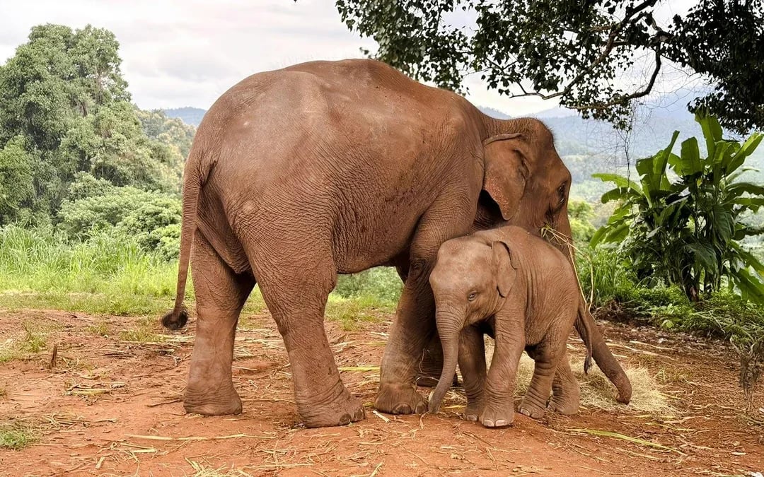Chiang Mai: Pon Elephant Sanctuary Doi Inthanon National Park Full-Day Guided Tour Image 10