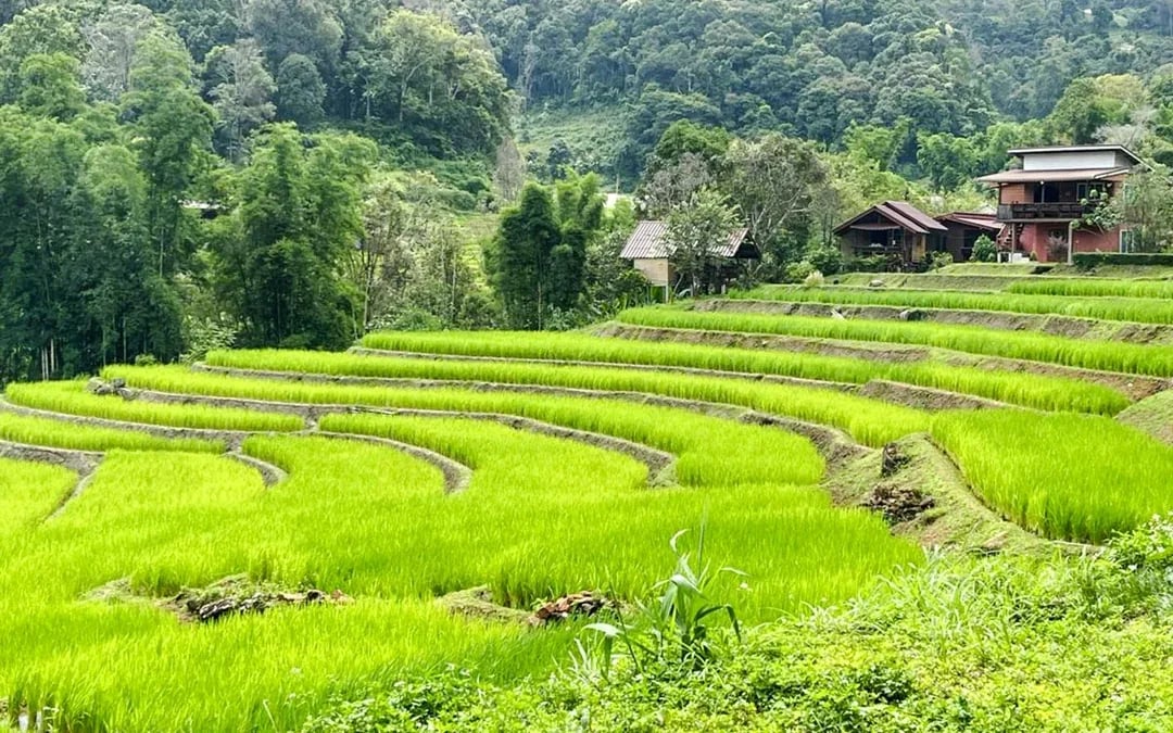 Chiang Mai: Pon Elephant Sanctuary, Monk Trail & Doi Suthep Tour Full-Day Guided Tour Image 11