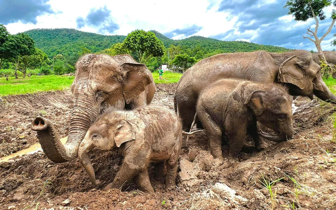 Chiang Mai: Pon Elephant Sanctuary, Monk Trail & Doi Suthep Tour Full-Day Guided Tour Image 3