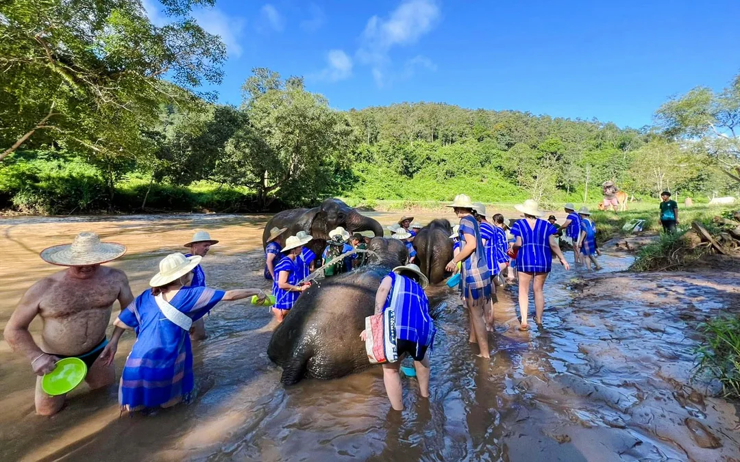 Chiang Mai: Pon Elephant Sanctuary, Monk Trail & Doi Suthep Tour Full-Day Guided Tour Image 5