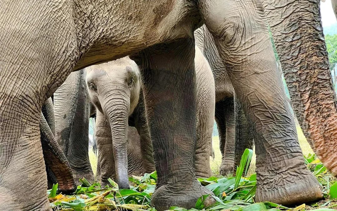 Chiang Mai: Pon Elephant Sanctuary, Monk Trail & Doi Suthep Tour Full-Day Guided Tour Image 7