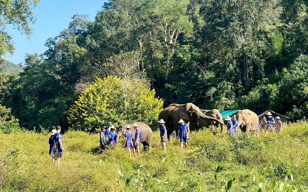 Chiang Mai: Pon Elephant Sanctuary, Monk Trail & Doi Suthep Tour Full-Day Guided Tour Image 9