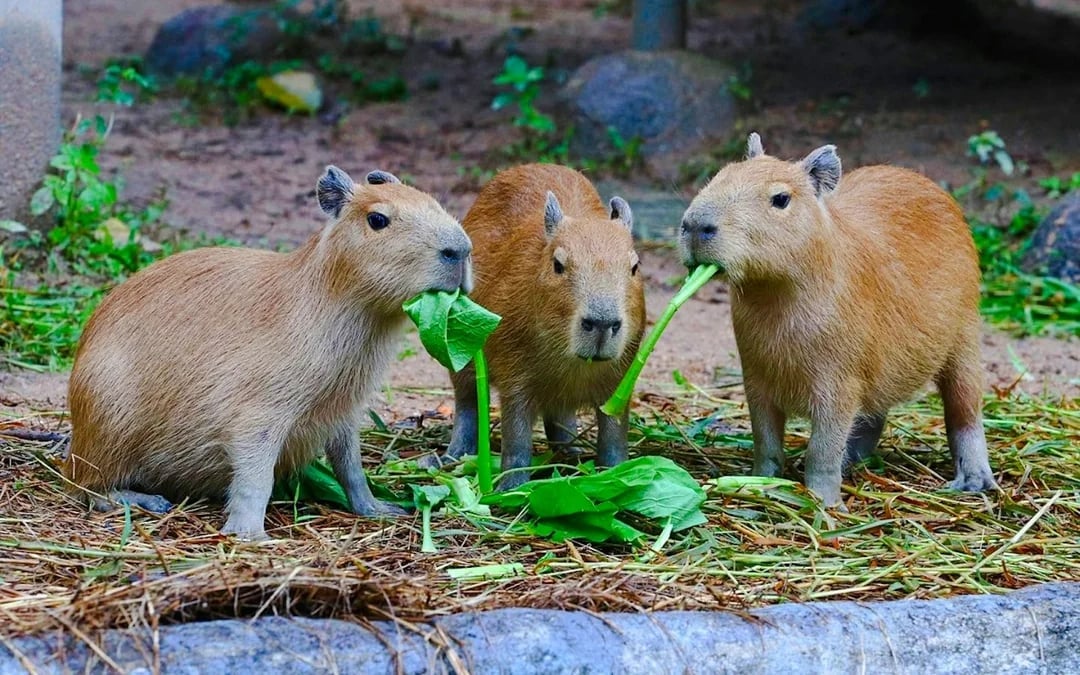 Chiang Mai Zoo & Aquarium Tickets Image 1