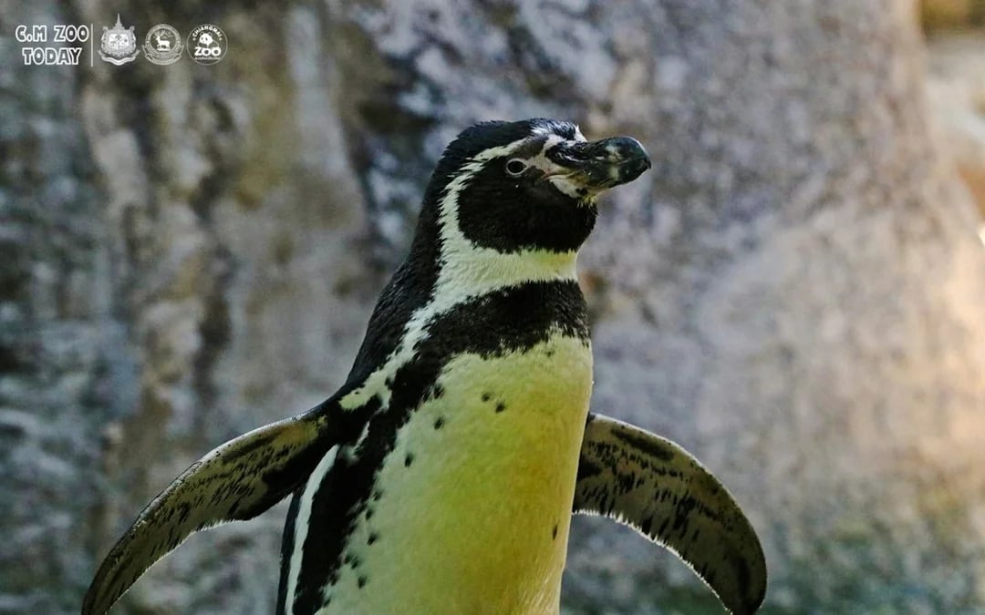 Chiang Mai Zoo & Aquarium Tickets Image 5