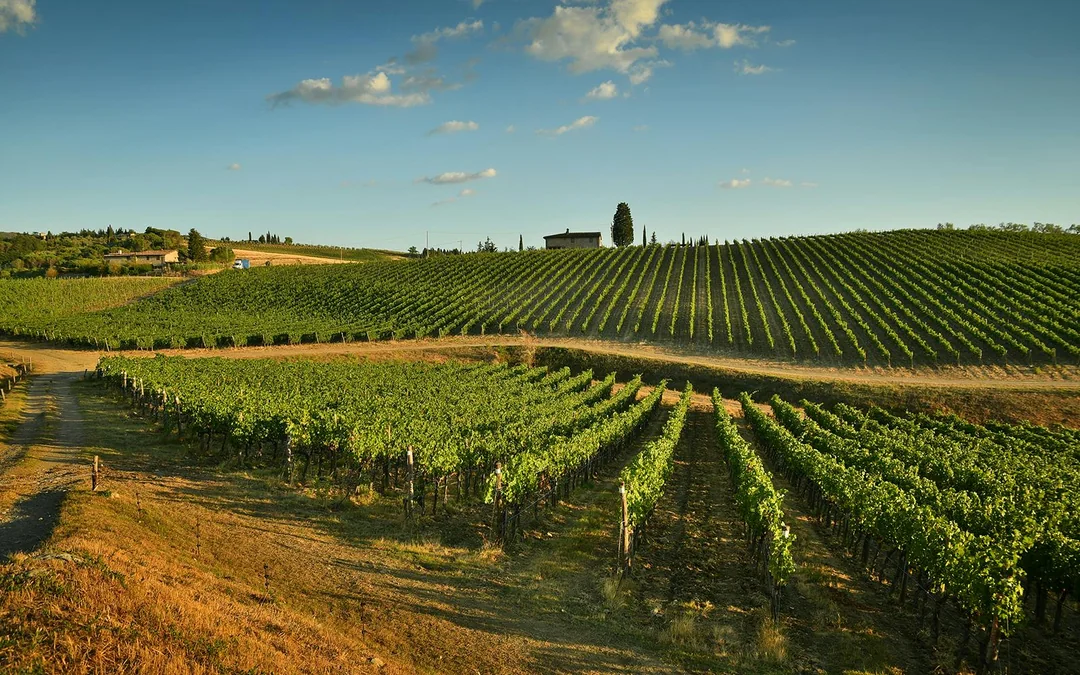 Chianti Region Guided Tour with Local Tastings and Vineyards Image 4
