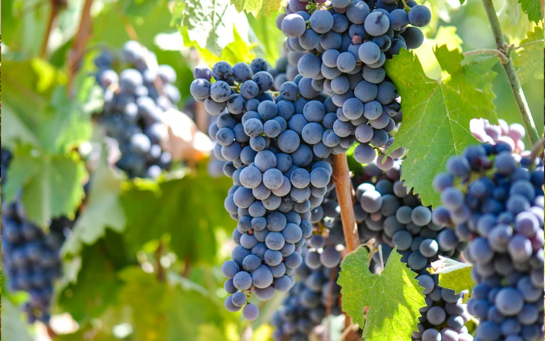 Chianti Region Guided Tour with Local Tastings and Vineyards Image 5