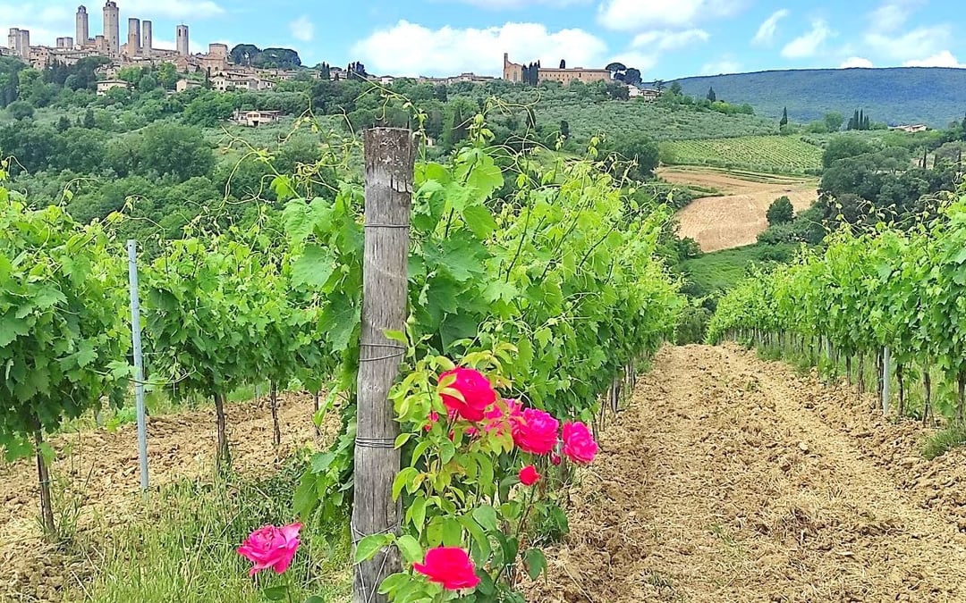 Chianti Vespa Tour with Vernaccia Wine Tasting and Winery Visit at Sunset Image 2