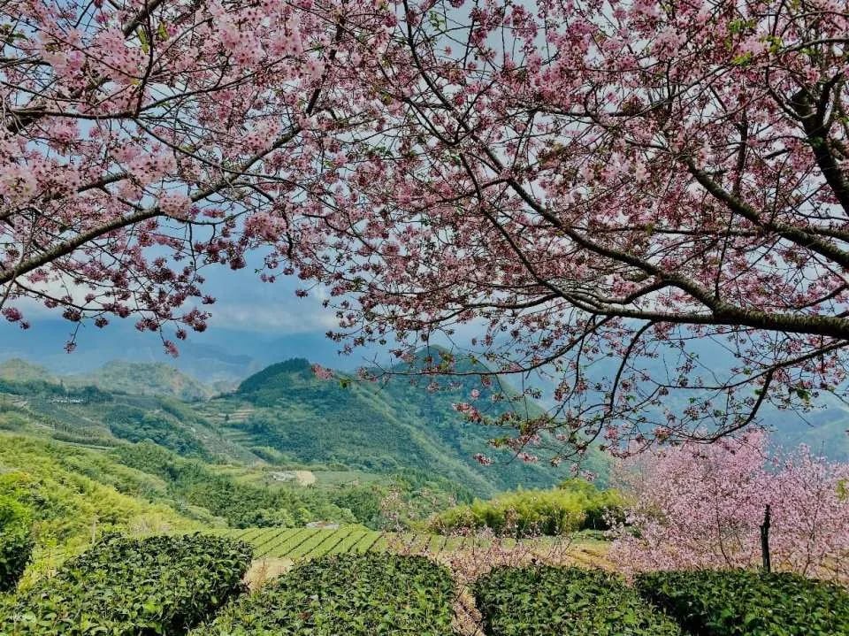 Chiayi Alishan National Forest Recreation Area Tickets & Packages