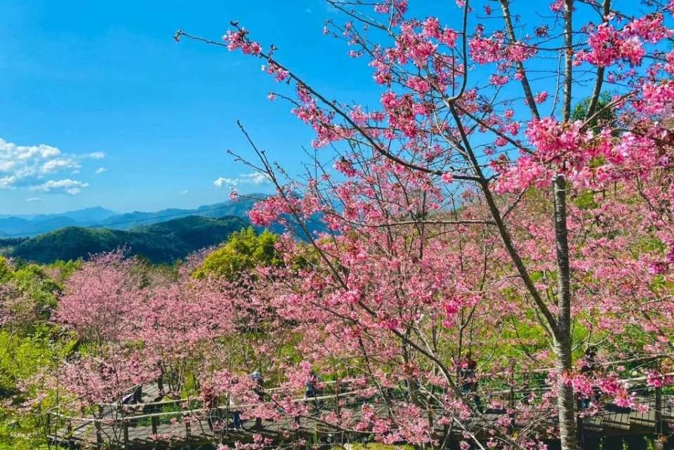 Chiayi Alishan National Forest Recreation Area Tickets & Packages
