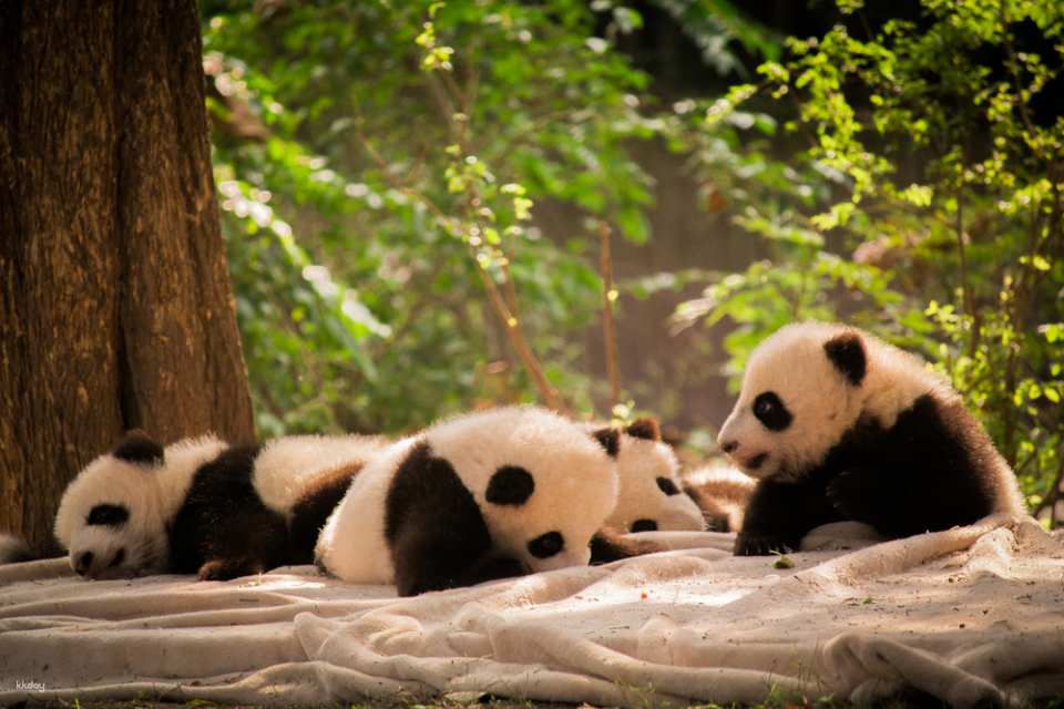 【China】Chengdu Research Base of Giant Panda Breeding