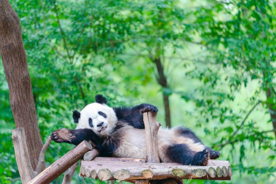 【China】Chengdu Research Base of Giant Panda Breeding