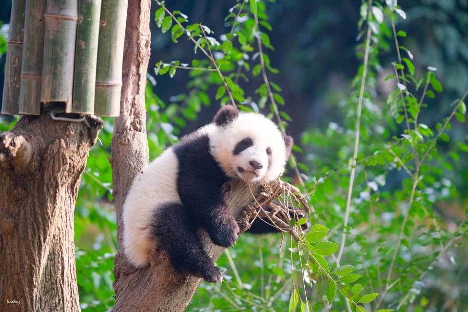 【China】Chengdu Research Base of Giant Panda Breeding