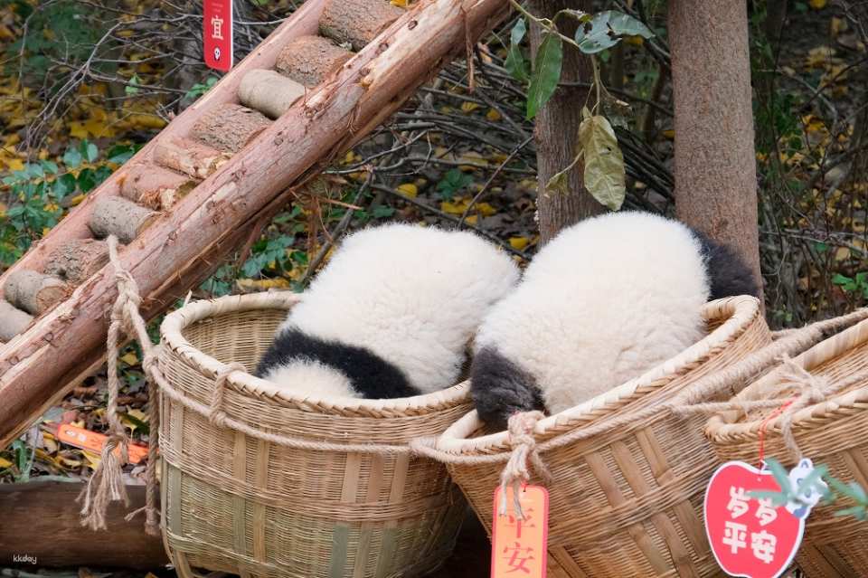 【China】Chengdu Research Base of Giant Panda Breeding