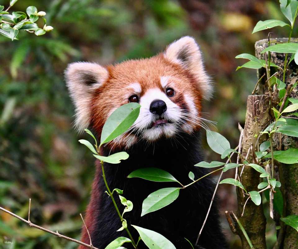【China】Chengdu Research Base of Giant Panda Breeding