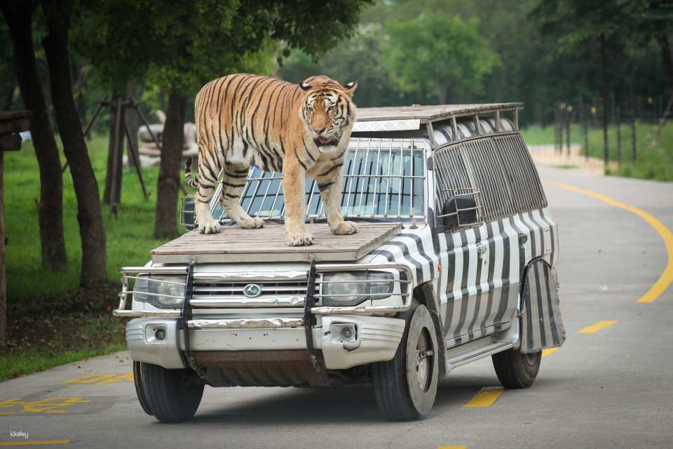 China Shanghai Wild Animal Park Ticket