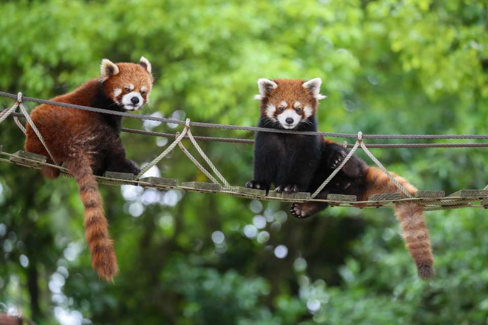 China Shanghai Wild Animal Park Ticket