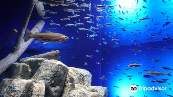 Chitose Salmon Aquarium Ticket Student (Junior High School Student)