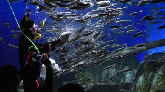 Chitose Salmon Aquarium